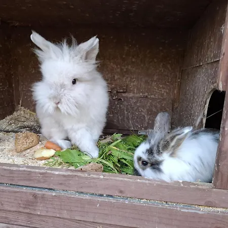 شقة Haus Bergheimat بفارويرفين
